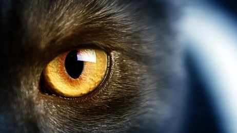 Wild-black-cat-yellow-eyes-macro-photography_1920x1080